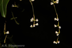 Sirhookera latifolia